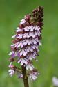 Teplomilná orchidea vstavač purpurový Teplomilná orchidea vstavač purpurový